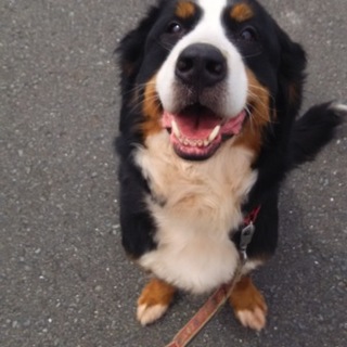 バーニーズの里親探してます