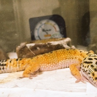 レオパードゲッコー ハイイエロー 里親様募集