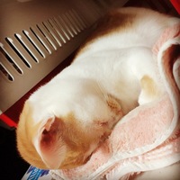 ちゃとらん