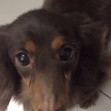 ミニチュアダックスフンドのマーニーちゃん