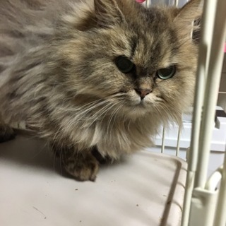 ペルシャのミーシャちゃん