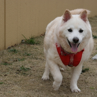 猫と仲良しな　こしろう君