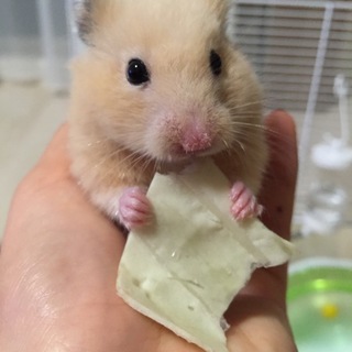 キンクマハムスター メス