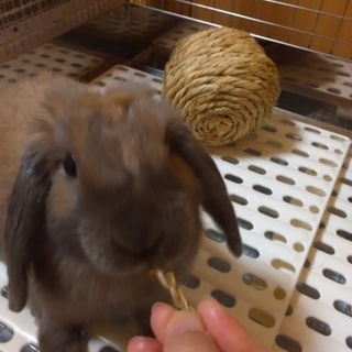 うさぎのさとおやさん