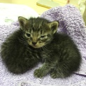 生後間もない子猫2匹を保護しました