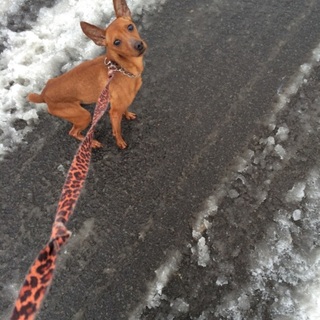 トライアル期間中 ミニチュアピンシャー レッド