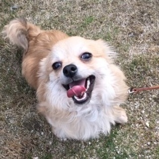 怖がりだけど人は大好き！「ボルト」くん