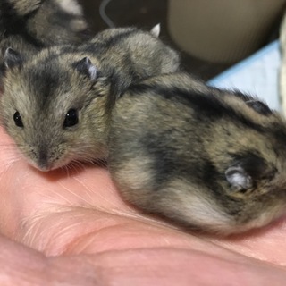 ジャンガリアンハムスター３匹