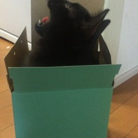 はな