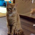 10ヶ月茶トラ三姉弟