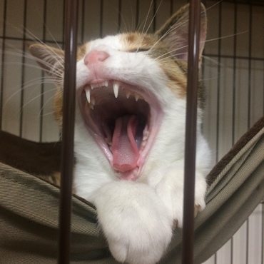 ガォ〜