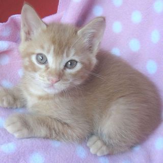 面会予約一時中断１ヶ月半！可愛い茶トラ　ポテチくん