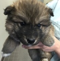 【決定】モコフワ小さなぬいぐるみ♂☆
