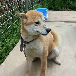 おとなしいレディ☆アズキちゃん