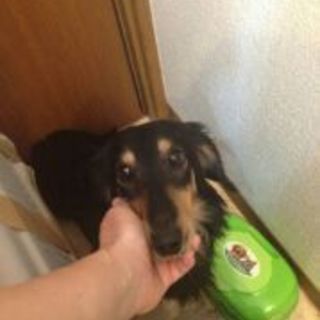 置き去りにされたDAKSブラックタン「アントニオ」