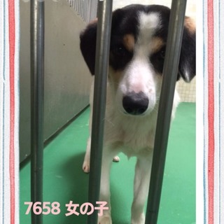 里親様が決まりました　ありがとうございました