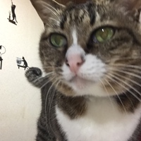 ミミ