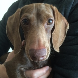 急募  カニーヘンダックスの男の子