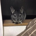 チンチラの里親募集中です