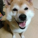 保健所から救出　柴犬のきららちゃん