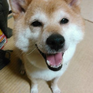 保健所から救出　柴犬のきららちゃん