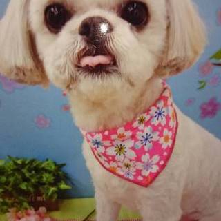 シーズーの女の子