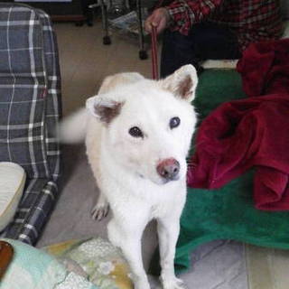 保健所から救出　棒のように細かったボウちゃん