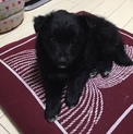 ボーダーコリーのミックスの子犬