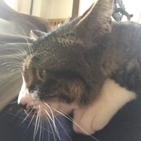 シゲ