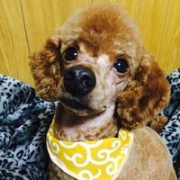 テディ