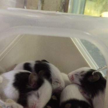 パンダマウス生後半月