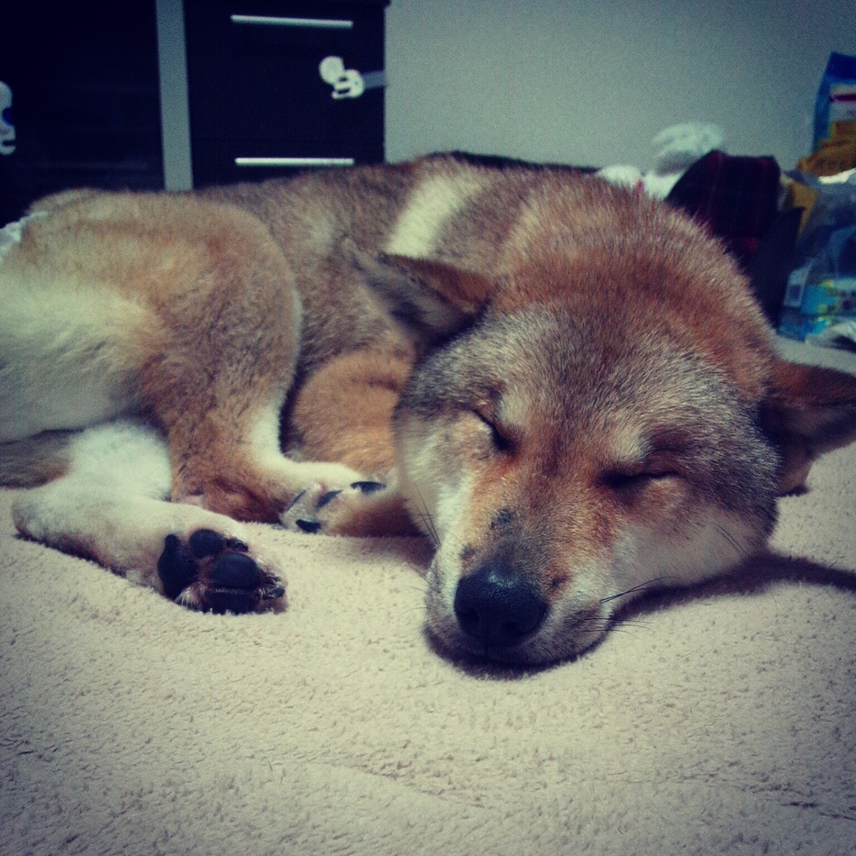 ひなのカバー写真