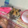 かしわ