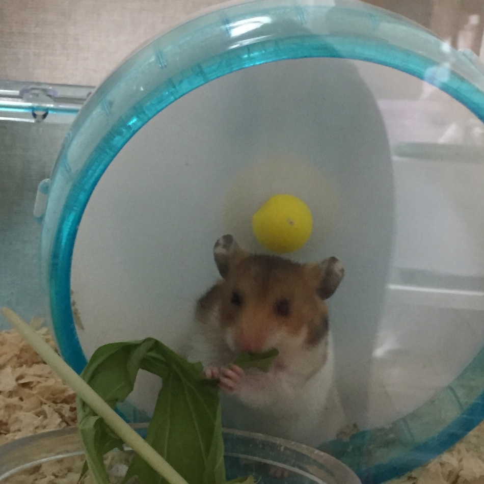 かしわのカバー写真