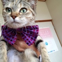 可愛い仔猫ちゃんの家族を探しています！