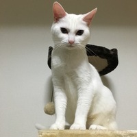 チヲ