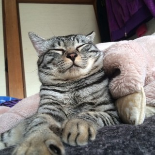 里親をしぶしぶ募集