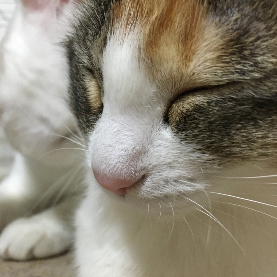ブチのカバー写真