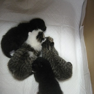 4.14(木)午後迄！生後１週間以内の子猫４匹！