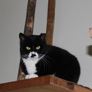 臆病ですが甘えん坊