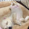 だいちゃんママ