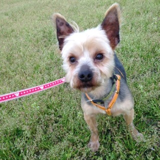 推定４歳くらいの強いぞ！アトムだぞ！！