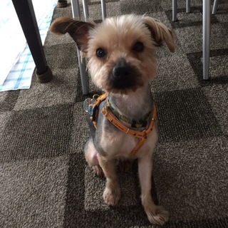 推定４歳くらいのヨークシャーテリアのメルモちゃん