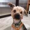 推定４歳くらいのヨークシャーテリアのメルモちゃん サムネイル2