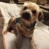 推定４歳くらいのヨークシャーテリアのメルモちゃん サムネイル4
