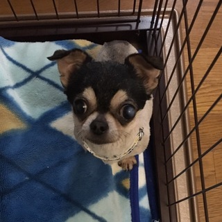 推定１０歳くらいのチワワのうるるちゃん