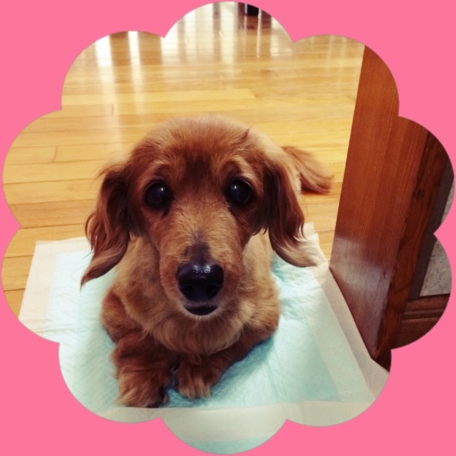 ちゃちゃここのカバー写真