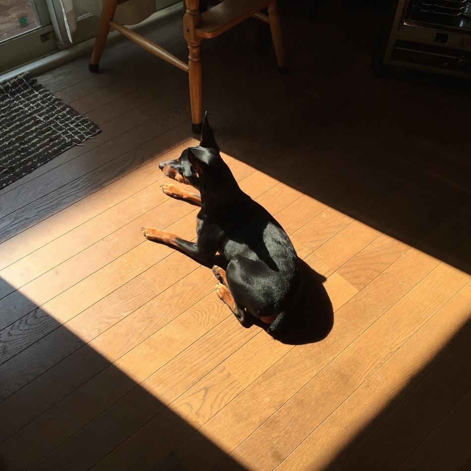 ダミアンのカバー写真