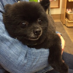 イケメンになりました