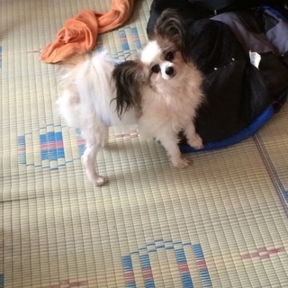 パピヨンセーブル